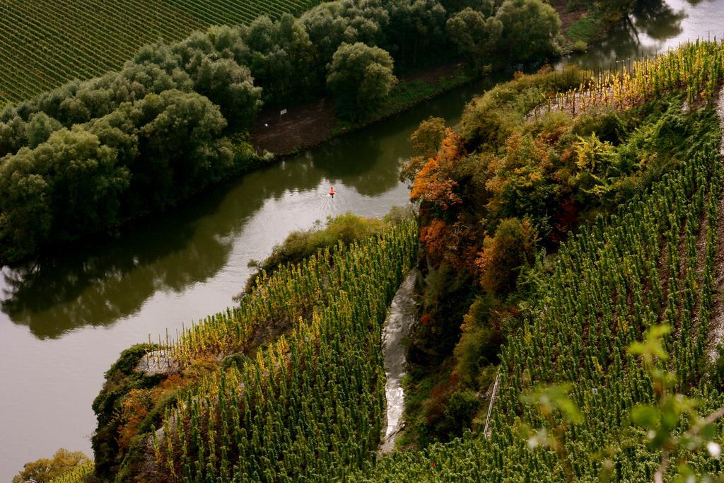Гостьовий будинок Bio-Weingut Staffelter Hof Креф Екстер'єр фото